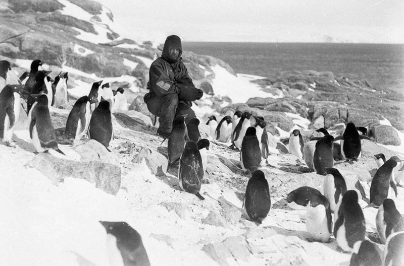 Среди колонии пингвинов.