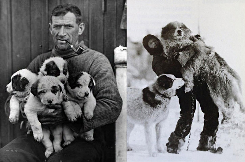Собак для экспедиции заказывали из Гренландии. К Южному полюсу привезли 69 животных.