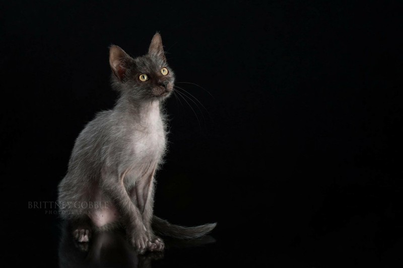 5 фактов о ликои — удивительных кошках-оборотнях 