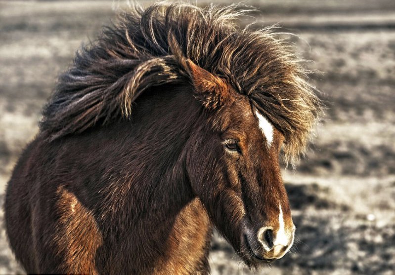 Лошади, которых вы видите на этих снимках, живут в горах Исландии, и они свободны, как ветер.