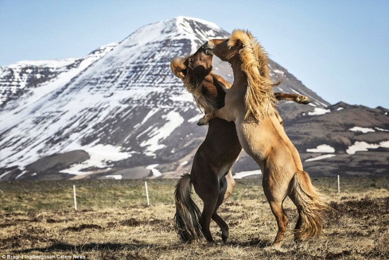 Дикие лошади Исландии в игривом настроении