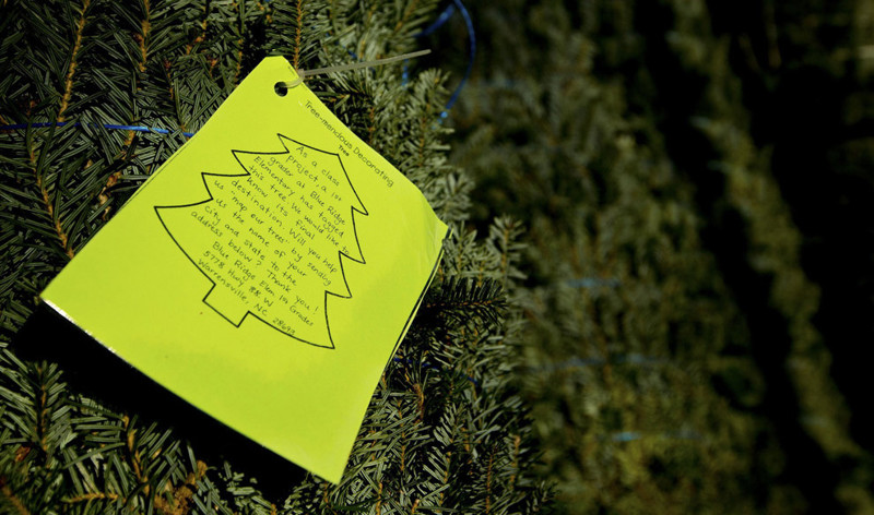 Этикетка на дереве, оставленная студентами. Они просят будущего собственника ёлки написать по указанному адресу своё место проживания, дабы узнать всю логистическую цепочку.