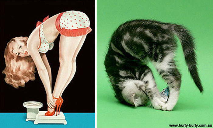 Котики, которые позируют точь-в-точь как модели в стиле пин-ап