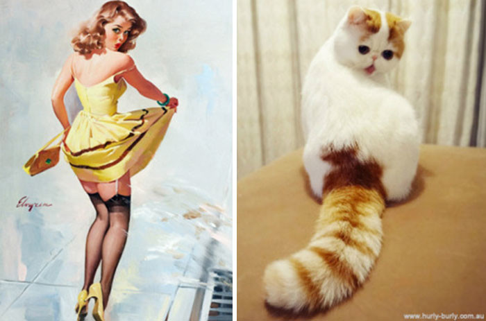 Котики, которые позируют точь-в-точь как модели в стиле пин-ап