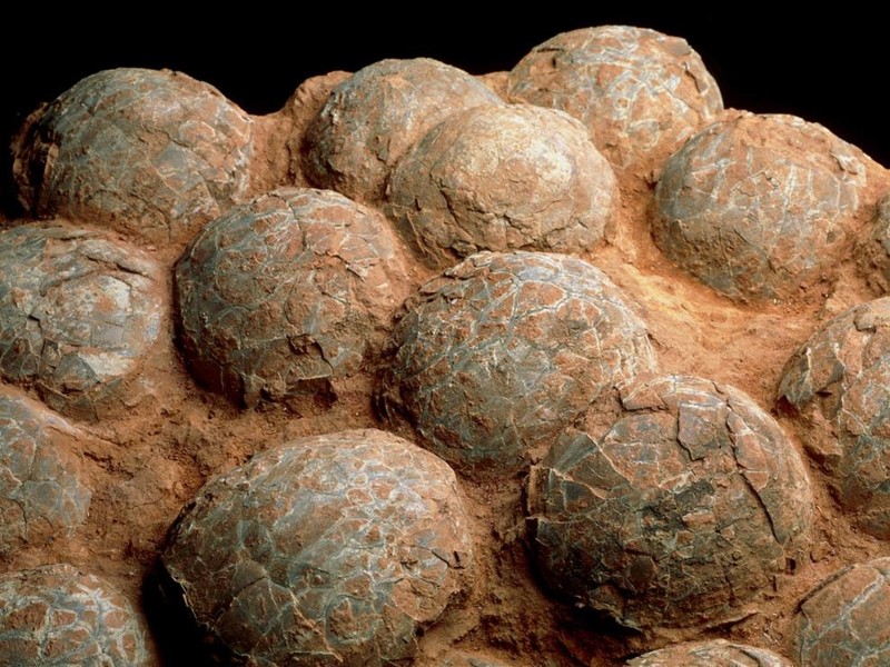 Палеонтологи выяснили, как быстро динозавры вылуплялись из яйца 