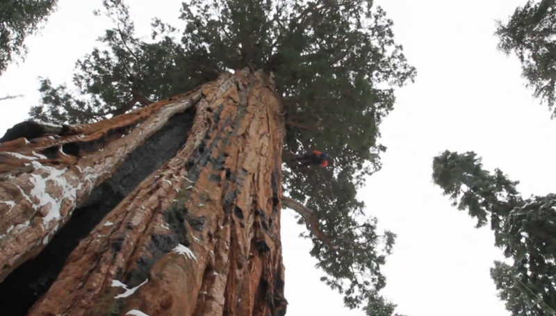 Это удивительное дерево даже имеет прозвище, люди прозвали его "Президент". Огромнейшая секвойя достигает в высоту 75 метров, 1275 кубических метров. По мнению экспертов, ему около 3200 лет.