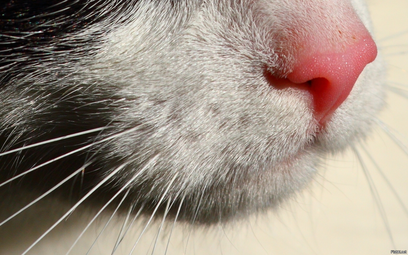 Влажный нос у кошки. Эозинофильная гранулема у кошек. Эозинофильная трихофития. Эузинофильнаягранулема кошеке. Кошачий нос.