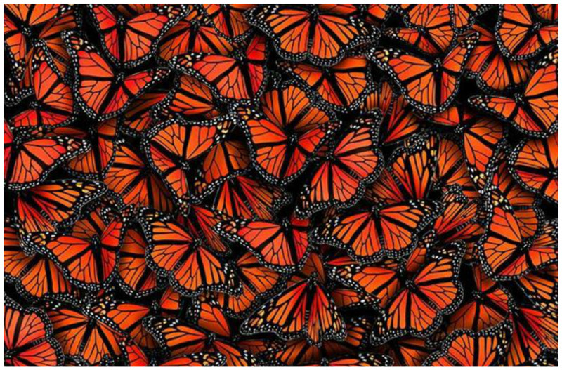 Известно 165 тыс. видов бабочек. 