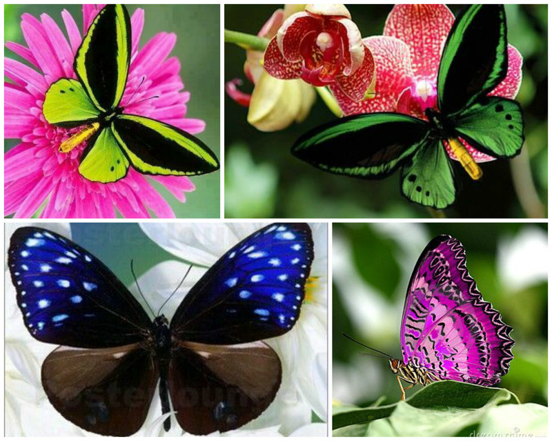 Есть бабочки, которые вовсе не питаются из-за отсутствия хоботка - они живут за счет энергии, которую накопили еще будучи гусеницами