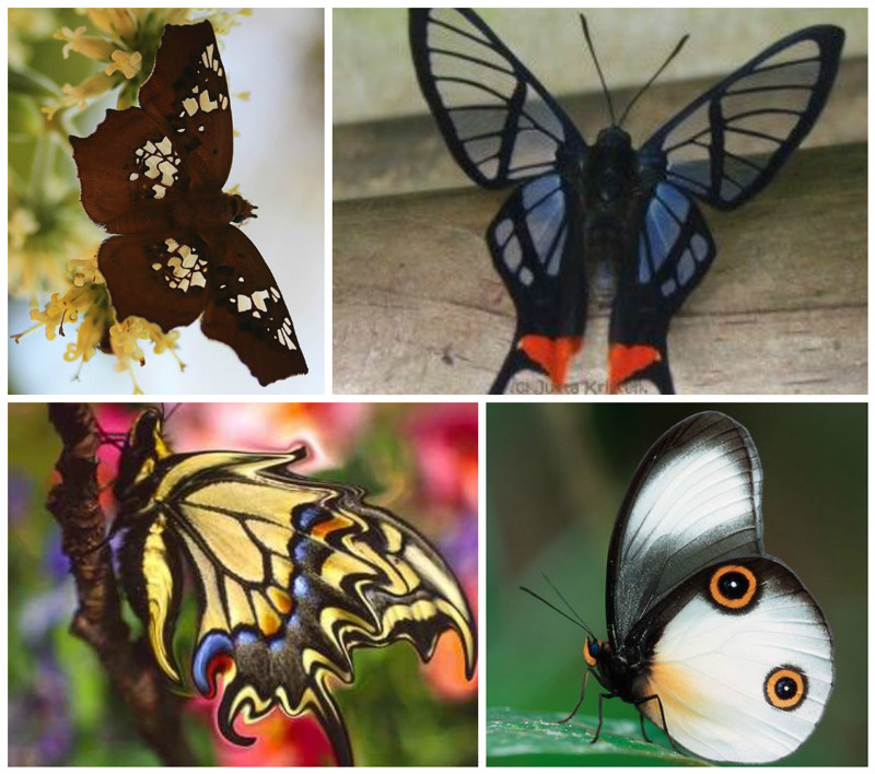 Бабочки способны различать желтый, зеленый и красный цвета.
