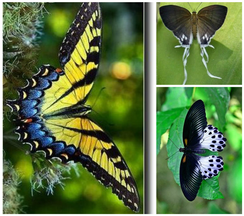 Самец бабочки шелкопряда может обнаружить запах самки при содержании 5 молекул феромона в 10 мм воздуха.