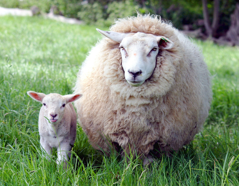 Интересный факт, что овцы могут запоминать лица людей. животные, интересно, факты