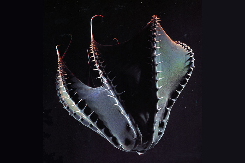 Моллюск Адский Вампир считается учеными самым загадочным существом планеты,ведь эти моллюски обитают на большой глубине,и встречались ученым всего пару раз! животные, интересно, факты