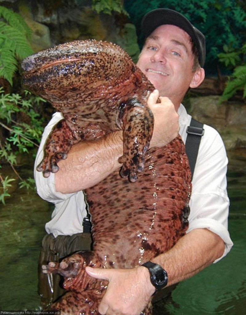Японская саламандра.На сегодняшний день – это самое крупное земноводное, которое может достигать 160 см в длину животные, интересно, факты