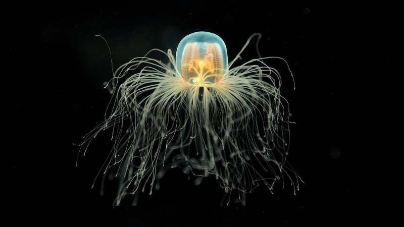 Интересные факт, что медуза нутрикула (Turritopsis nutricula)- единственное бессмертное живое существо на планете.