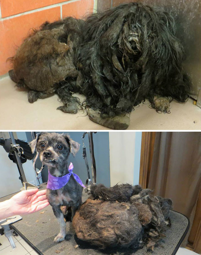С этой собаки состригли почти килограмм грязной шерсти - и теперь она готова к новой жизни