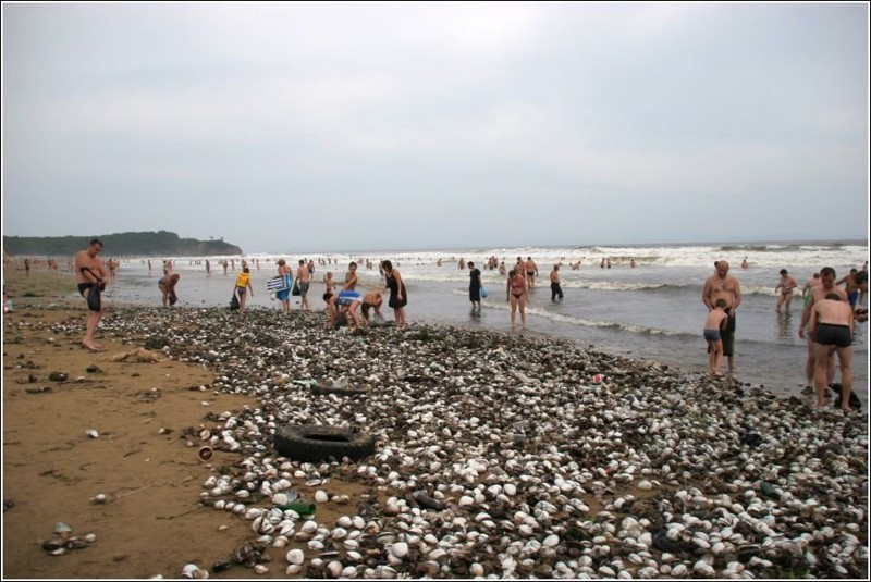 Вообще шторма выбрасывают на берег немало интересных вещей. Так, например, в бухте Лазурная (Шамора) на берег после шторма выбросило невероятное количество моллюсков. 