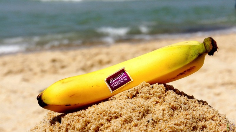 В ноябре 2007 года жители двух голландских островов Северного моря были в шоке - их пляжи усеяли тысячи бананов