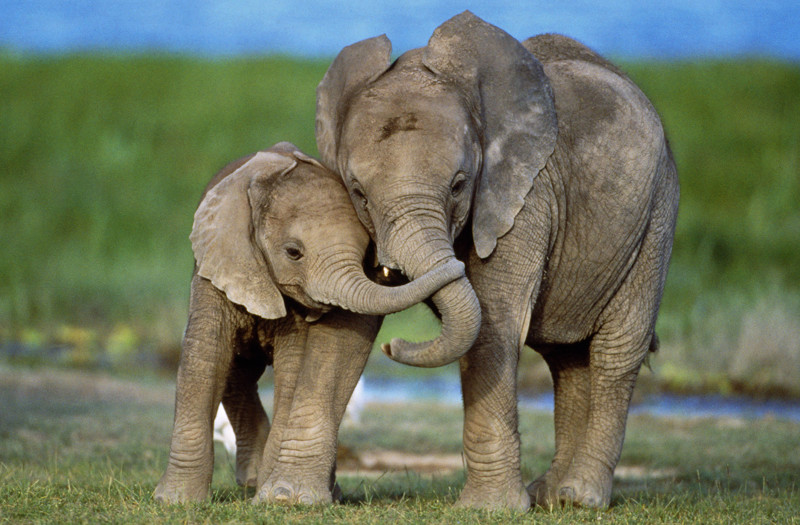 Китай запретил торговлю слоновой костью, чем поспособствовал увеличению популяции этих животных
