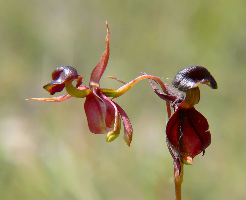 4. Орхидея калеана