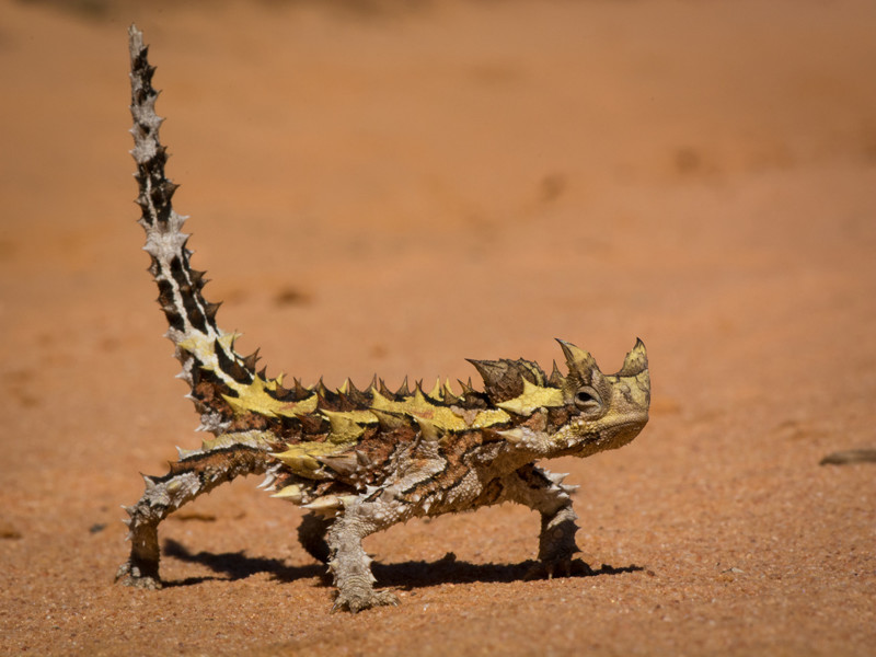 Молох (MOLOCH HORRIDUS)