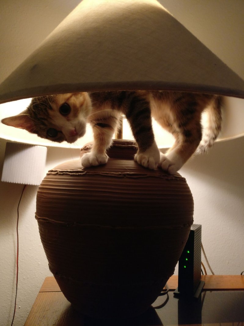 Котенок в светильнике