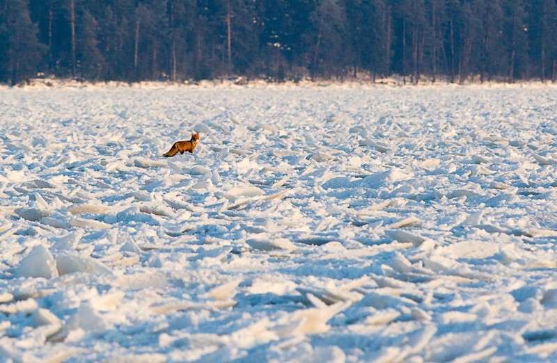 Блинчатый лёд на Онежском озере
