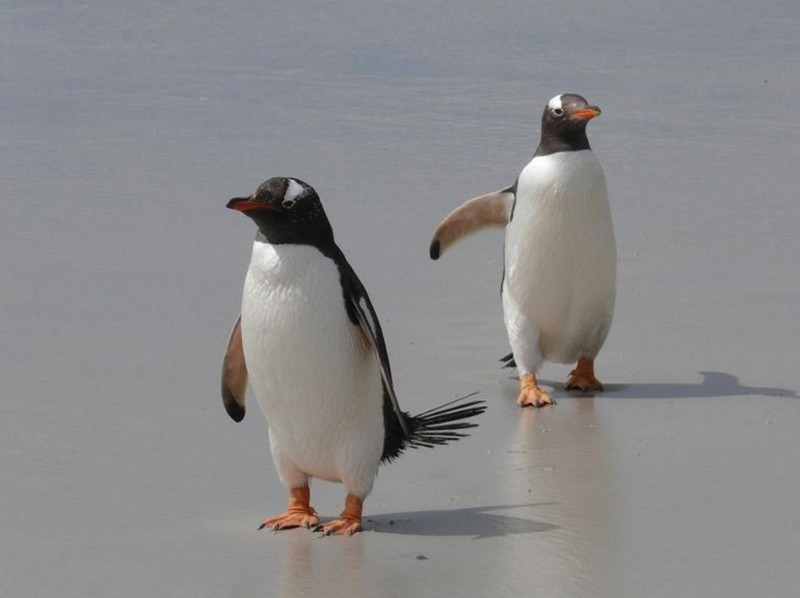 Хотите не падать на обледеневших тротуарах — ходите как пингвин!  