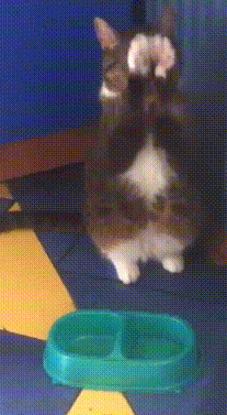 "Покорми меня!"