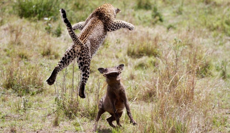 Невероятный прыжок леопарда во время охоты на бородавочника