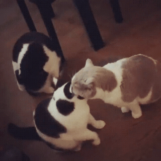 Полное взаимопонимание