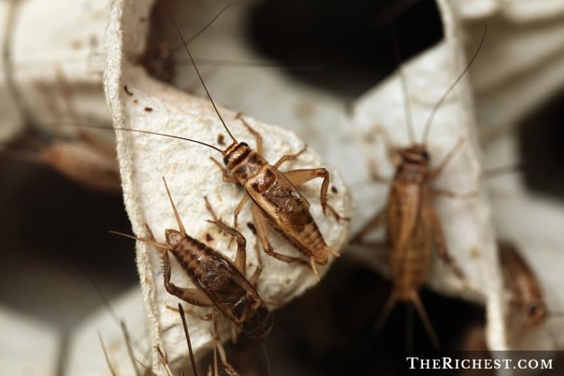 Домашние насекомые: виды, фото и название