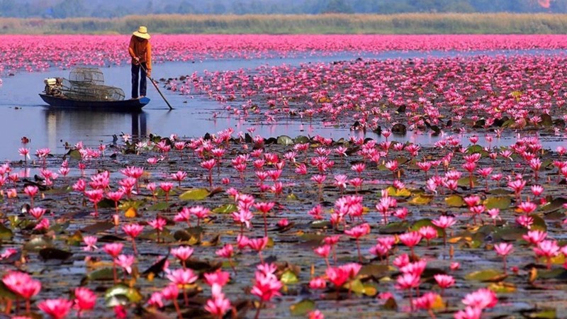 Озеро лотосов, Таиланд.