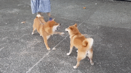 Собачьи разборки