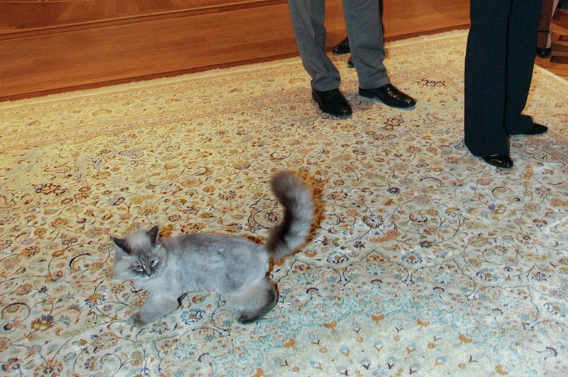 Дмитрий Медведев и кот Дорофей 