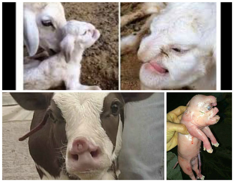 Порой случаи мутации поистине ужасающие. Так известно рождение животных с так называемыми "человеческими лицами". Так в Дагестане родился барашек с человеческим лицом