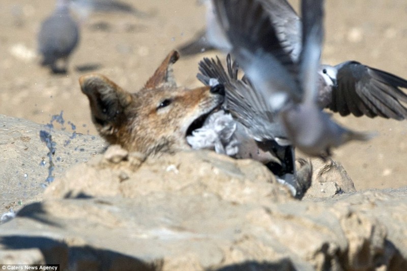 Фотограф заснял как шакал охотился на голубей