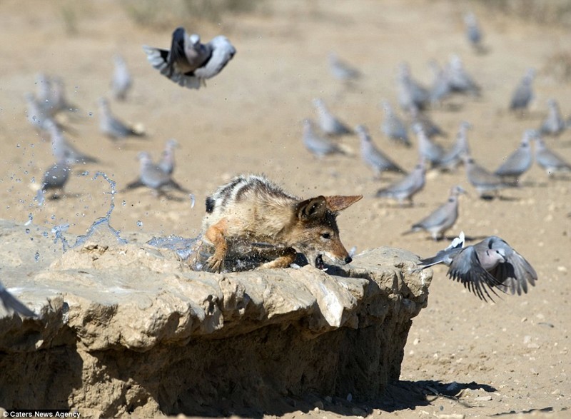 Фотограф заснял как шакал охотился на голубей