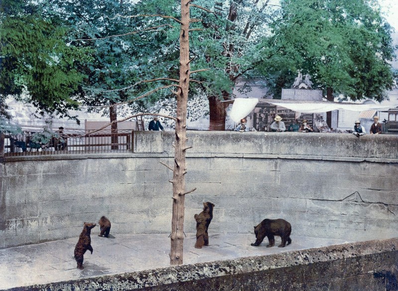 Медведи в зоопарке Берна.