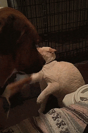 Собака пытается успокоить кота