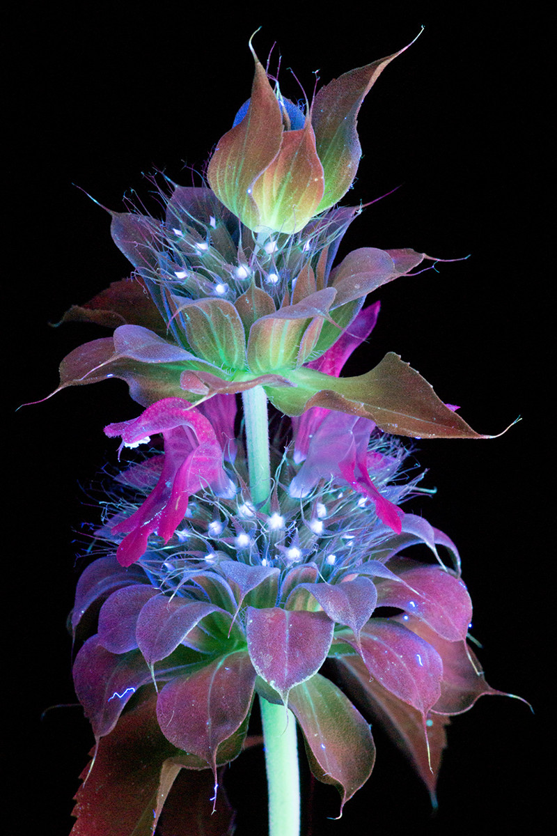 Ослепительные фотографии цветов, освещённых ультрафиолетом