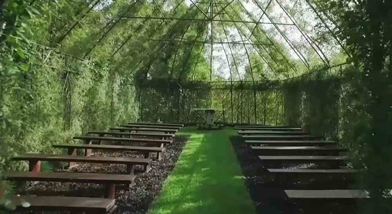 Человек создал зеленый храм из насаждений деревьев