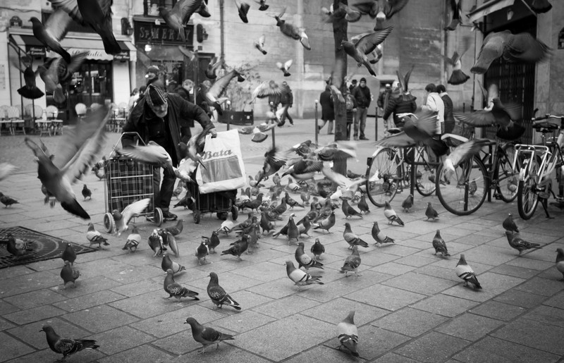 Птицы и город