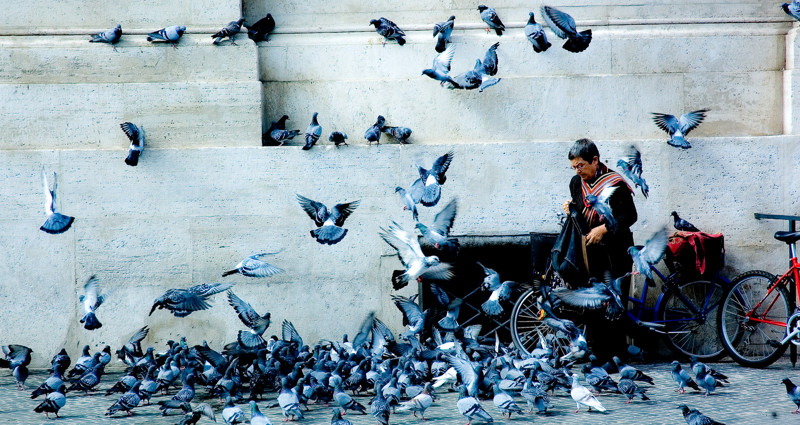 Птицы и город