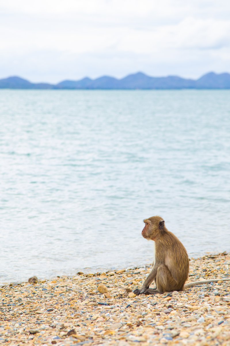 Одинокая обезьянка на побережье 