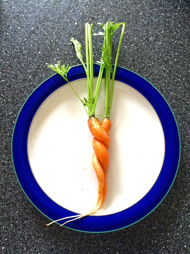 Сплетение влюбленных морковок 