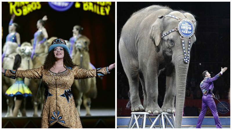 Славу цирку принесли дрессированные слоны 