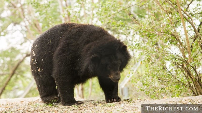 4. В штате Мэн больше черно-белых медведей, чем черных людей