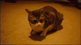 Кот, которому не страшен пылесос