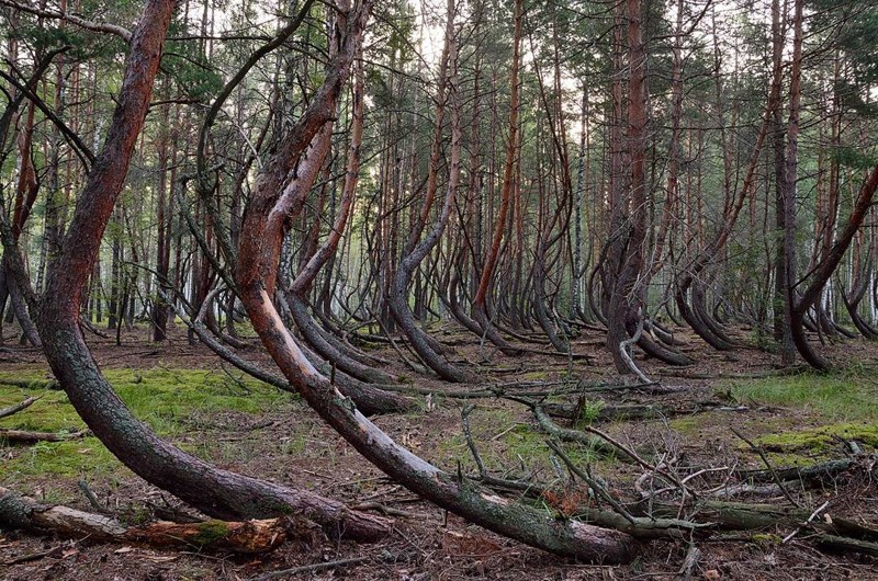 Пьяный Лес - аномалия в Рязанской области